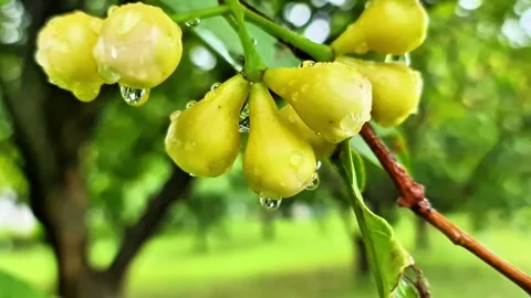 Macro of Water Apple Flower Buds with Fresh Raindrops in Tropical Orchard 스톡 동영상 331259633