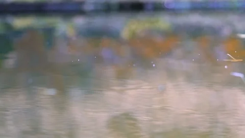 Macro water bokeh centre focus pond Stock Footage 119079590