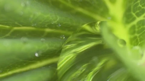 Macro water collected on leaf Vídeo Stock 15787871
