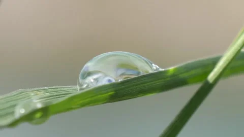 Macro water drop on a blade of grass, slow motion, soft focus. Stock Footage 154394500
