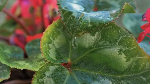 Macro of water drop cascading in slow motion from leaves Stock Footage 128296658