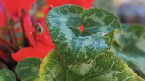 Macro of water drop cascading in slow motion from a green leaf Stock Footage 128296661