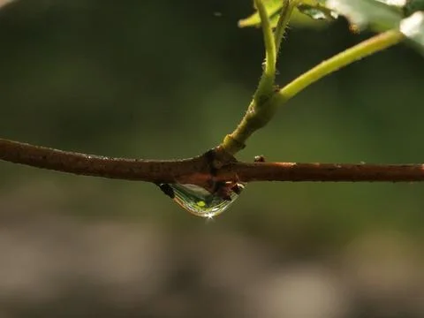 Macro. water drop. dew. Stock Photos