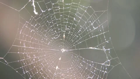 Macro water drop dew on wet spider web net cobweb in foggy winter cold morning Stock Footage 138896910