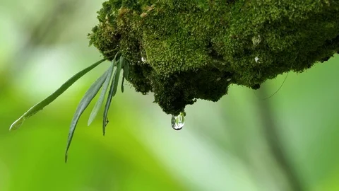 Macro Water Drop dripping off a mossy tree slow motion with copy space Stock Footage 74602342