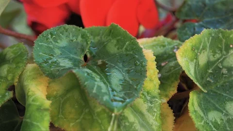 Macro of water drop falling in slow motion on a green leaf Stock Footage 128296672