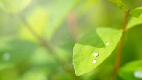 Macro. Water drop on grass blade in the morning glow in the sun. Beautiful leaf Stock Photos