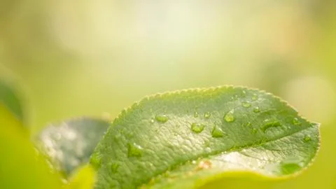 Macro. Water drop on grass blade in the morning glow in the sun. Beautiful leaf Stock Photos