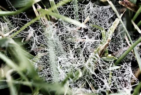 Macro - water drop on spider web in the morning. Stock Photos