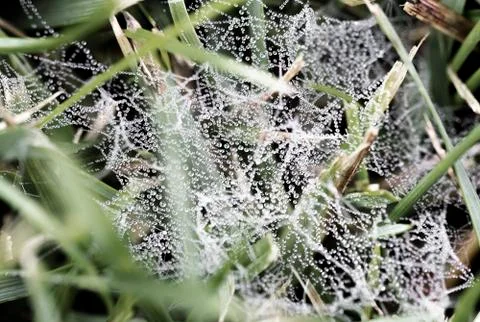 Macro - water drop on spider web in the morning. Stock Photos
