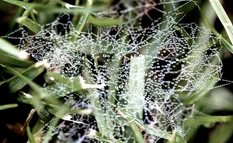 Macro - water drop on spider web in the morning. Stock Photos