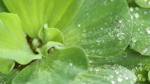Macro of a water drop on the tip of a green leaf 4k vdo,macro shot nature Stock Footage 149585722