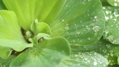 Macro of a water drop on the tip of a green leaf 4k vdo,macro shot nature Stock Footage 149585729