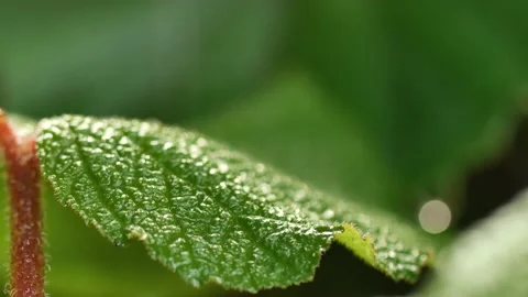 Macro of a water drop on the tip of a green leaf 4k vdo,macro shot nature Stock Footage 149585774