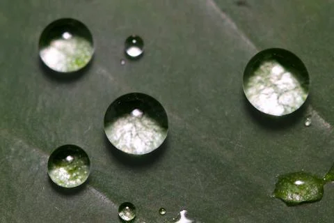 Macro water droplet on a leaf Stock Photos