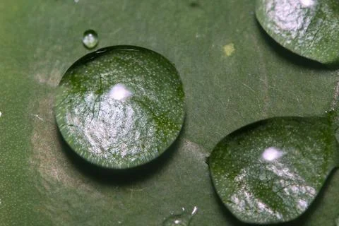 Macro water droplet on a leaf Stock Photos