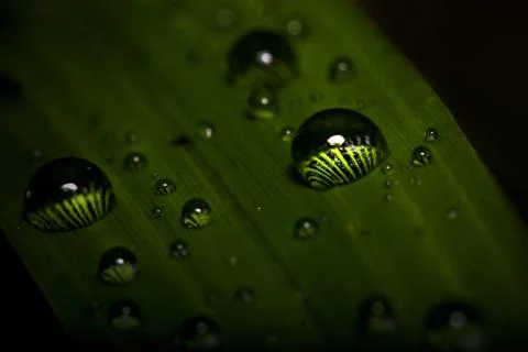 Macro water droplet on a leaf Stock Photos
