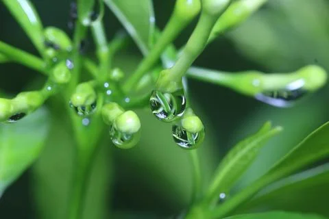 Macro water droplet on a leaf Stock Photos