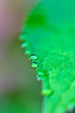 Macro water droplets on fallen leaf Stock Photos