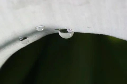 Macro of water droplets on a leaf Stock Photos