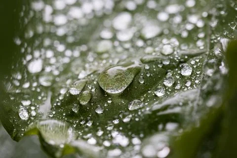 Macro Water Droplets on a Leaf Stock Photos