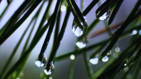 Macro Water Droplets on Pine Needles with Reflections Stock-Footage 327194121