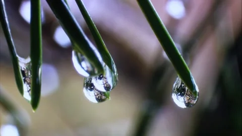 Macro Water Droplets on Pine Needles with Reflections Stock Footage 327194135