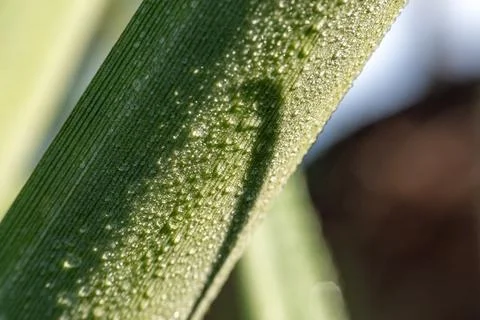 Macro of water droplets on pineapple leaf midrib Stock Photos