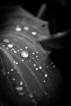 A Macro Of Water Droplets On A Ribbed Leaf Stock Photos