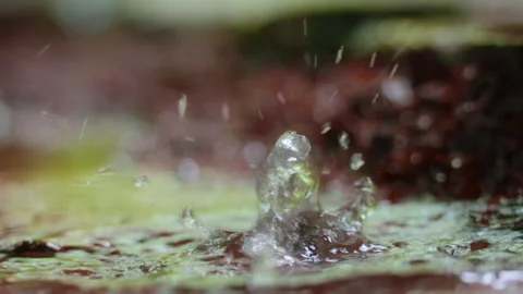Macro Water Droplets Splashing on Moss Surface in Costa Rica Jungle Rainforest. Stock Footage 338381683