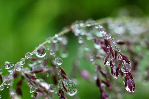 Macro water drops 2 Stock Photos