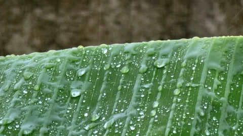 Macro Water Drops on Banana Leaf with Real Rain Sound. Видео 332946979
