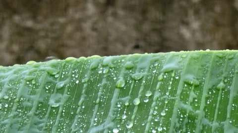 Macro Water Drops on Banana Leaf with Real Rain Sound. Video stock 332946981