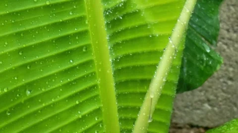 Macro Water Drops on Banana Leaf with Real Rain Sound. Video stock 332946982
