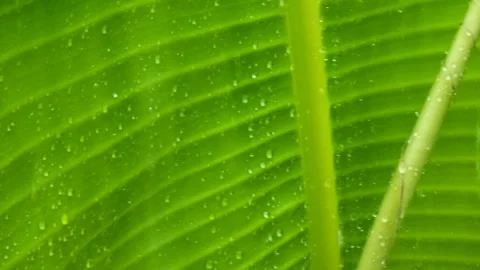 Macro Water Drops on Banana Leaf with Real Rain Sound. Video stock 332946986