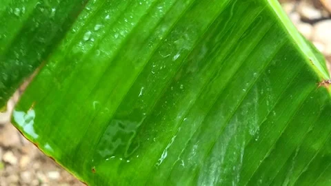 Macro Water Drops on Banana Leaf with Real Rain Sound. Video stock 332947010