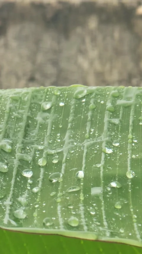 Macro Water Drops on Banana Leaf with Real Rain Sound. Video stock 333333183