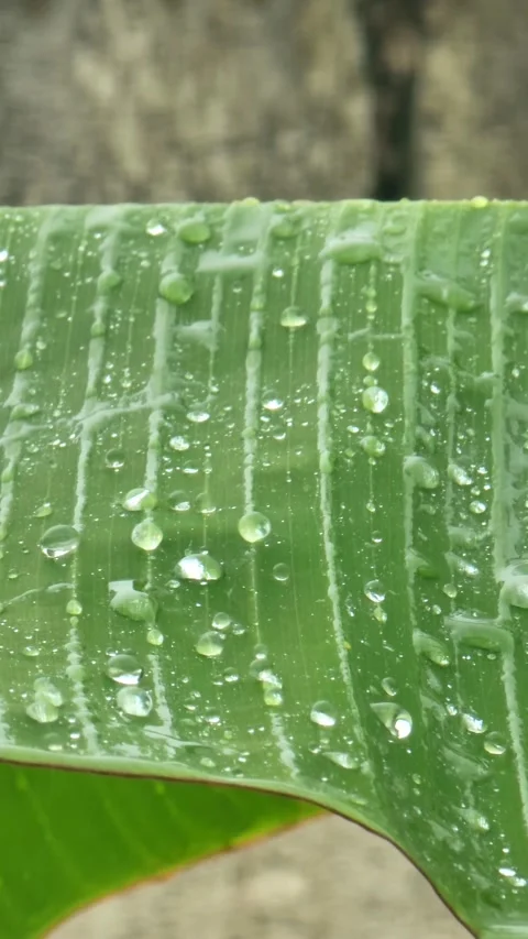 Macro Water Drops on Banana Leaf with Real Rain Sound. Video stock 333333254