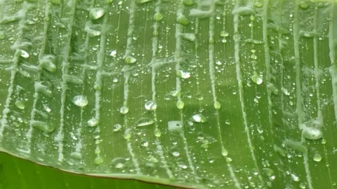 Macro Water Drops on Banana Leaf with Real Rain Sound. Video stock 333333413
