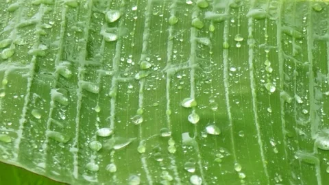 Macro Water Drops on Banana Leaf with Real Rain Sound. Video stock 333333421