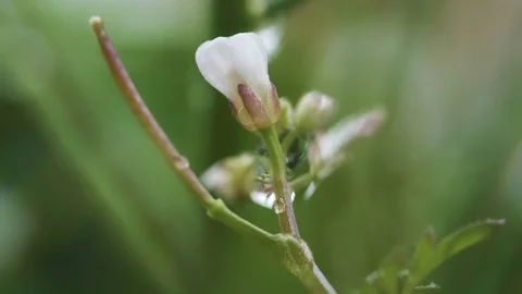 Macro Water Drops on the Bud Flower Stock Footage 73180441