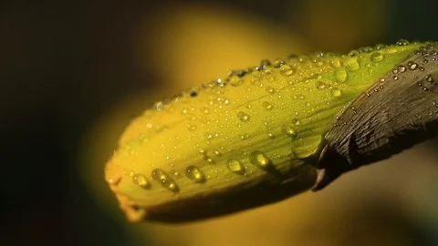 Macro Water Drops on Closed Daffodil Flower - Shallow Depth of Field Stock Footage 105697062