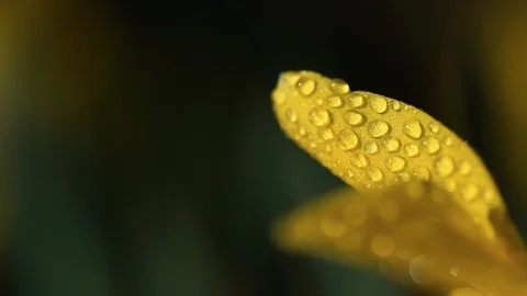 Macro Water Drops on Daffodil Leaf - Shallow Depth of Field Stock Footage 105697055