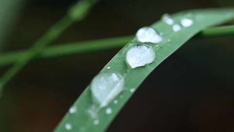Macro water drops dew from green leaves Stock Footage 95065233