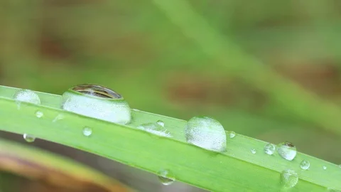 Macro water drops dew from green leaves Video stock 95065991