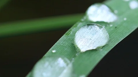 Macro water drops dew from green leaves Video stock 95249537