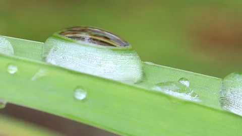 Macro water drops dew from green leaves Stock Footage 95249566