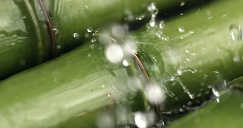 Macro of water drops dripping on fresh bio organic green bamboo stems Stock Footage 268435662