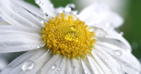 Macro of water drops falling on daisy flower plant while it's raining Stock Footage 268803336