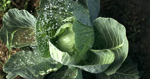 Macro of water drops falling on fresh green salad in hydroponic farm plantation Stock Footage 269129594